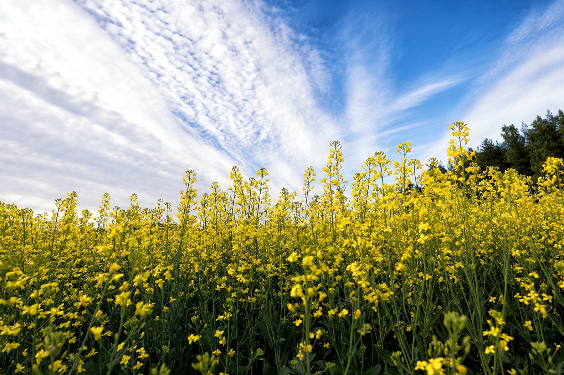 A mustard seed rich in character